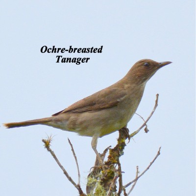 Ochre-breasted Tanager